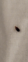 Cimex lectularius