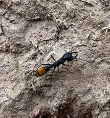 Myrmecia mandibularis