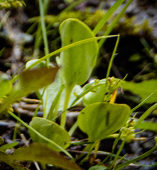 Parnassia glauca