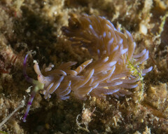 Pteraeolidia semperi