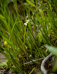 Spiranthes lucida