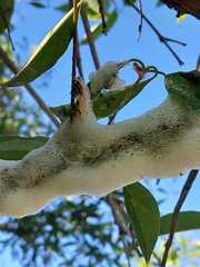 Cephisus siccifolius