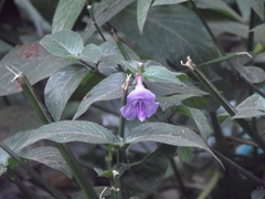 Asystasia dalzelliana