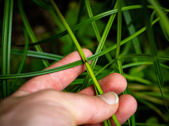 Carex trichocarpa