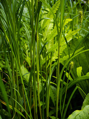 Carex trichocarpa