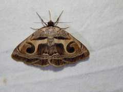Cometaster pyrula