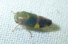 Iassinae