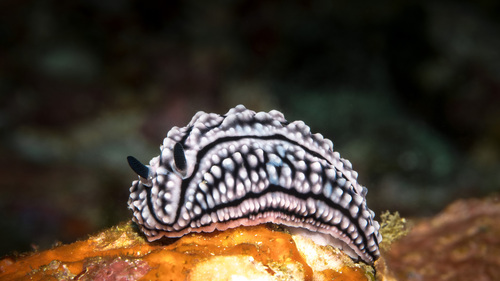 Domino Nudibranch
