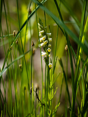 Spiranthes lucida
