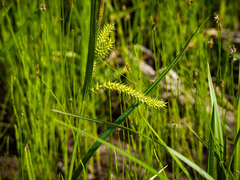 Carex schweinitzii