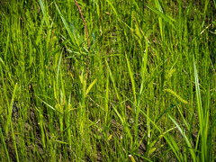 Carex schweinitzii