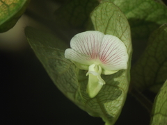 Flemingia strobilifera