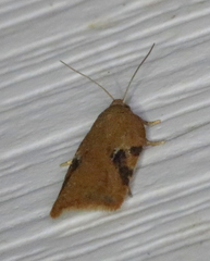 Acleris cervinana