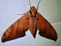 Ambulyx substrigilis