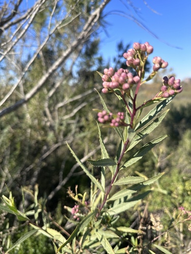 iNaturalist observation photo of mule fat
