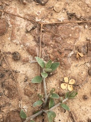 Marsilea