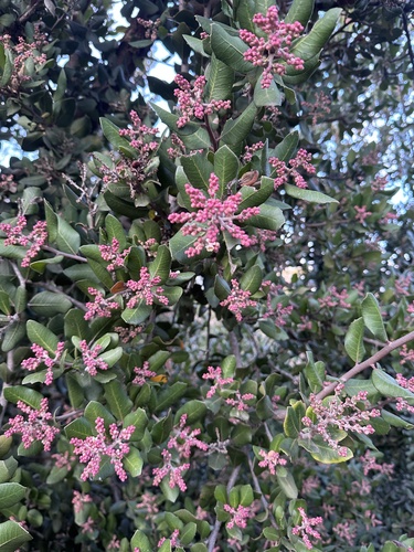 iNaturalist observation photo of lemonade berry