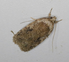 Agonopterix curvilineella