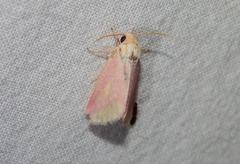 Epicrocis laticostella