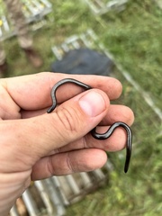 Leptotyphlops sylvicolus