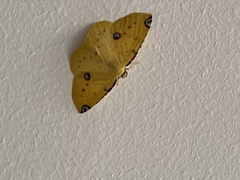 Perusia aurantiacaria