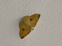 Perusia aurantiacaria