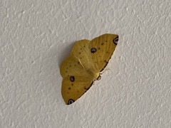 Perusia aurantiacaria