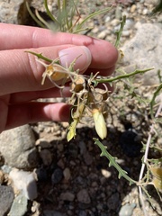 Mentzelia multiflora
