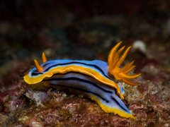Chromodoris elisabethina