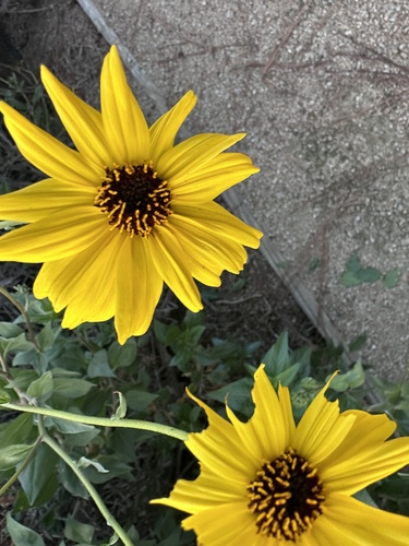 iNaturalist observation photo of California brittlebush