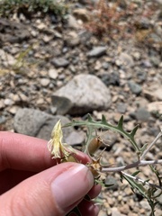 Mentzelia multiflora