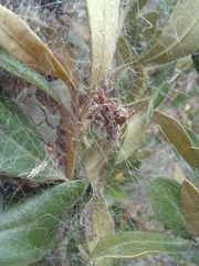 Stegodyphus dumicola