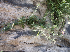 Erigeron karvinskianus image