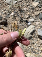Mentzelia multiflora