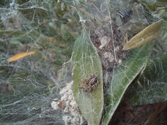 Stegodyphus dumicola