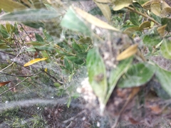 Stegodyphus dumicola