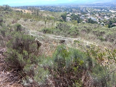 Stegodyphus dumicola