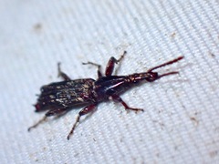 Hoplopisthius