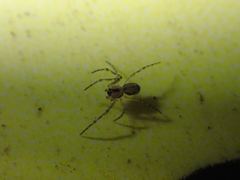 Microlinyphia johnsoni