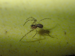 Microlinyphia johnsoni