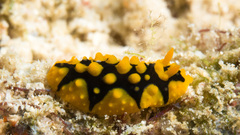 Phyllidia ocellata