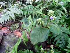 Epithema ceylanicum