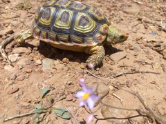 Homopus areolatus