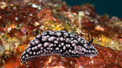 Phyllidiella pustulosa