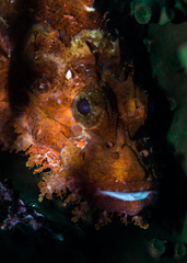 Scorpaenopsis