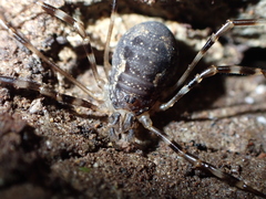 Metadasylobus fuscoannulatus