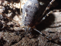 Metadasylobus fuscoannulatus