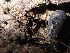 Metadasylobus fuscoannulatus