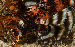 Dendrochirus biocellatus