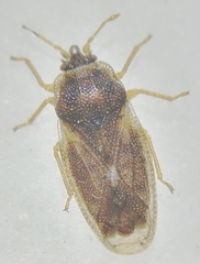 Piesma maculatum